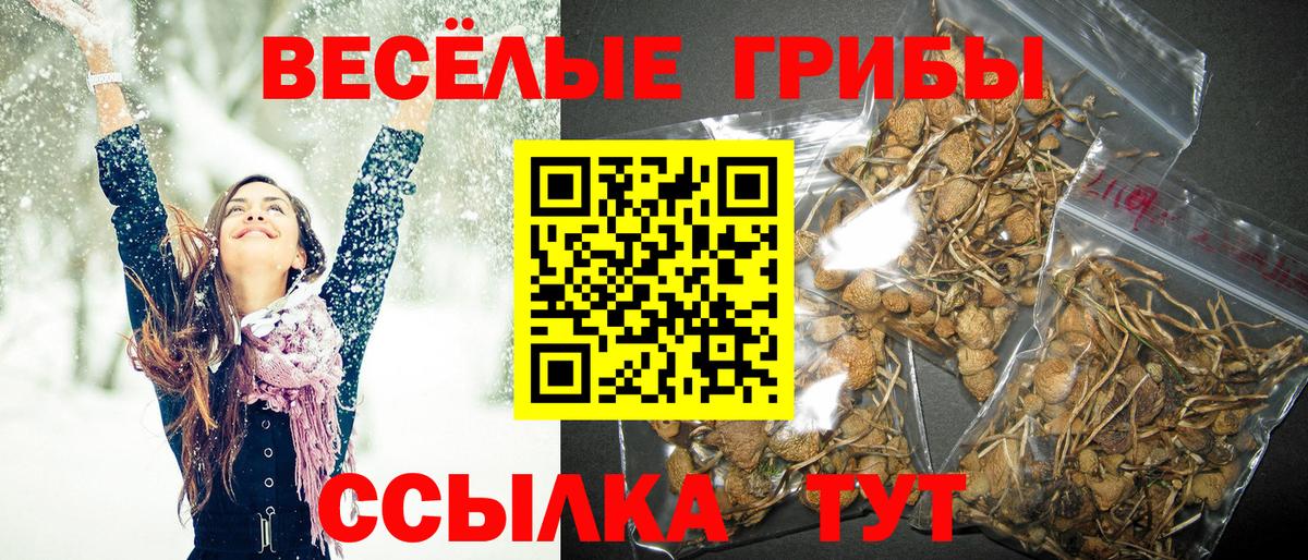 Псилоцибиновые грибы Cubensis Пенза