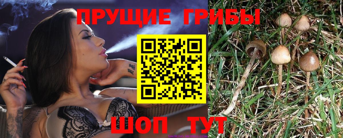 купить наркоту  Псилоцибиновые грибы MAGIC MUSHROOMS  Вход с VPN  Пенза 